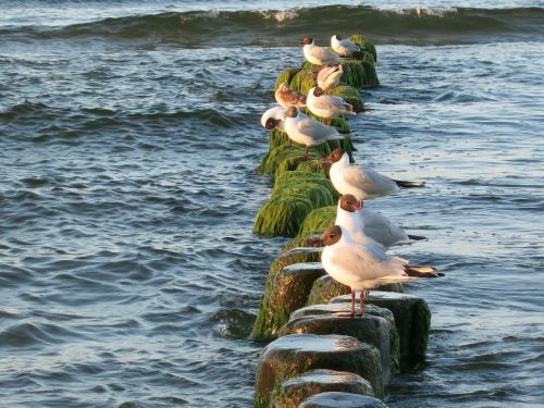 seagull baltic sea usedom