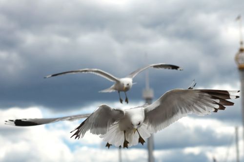 seagull bird birds