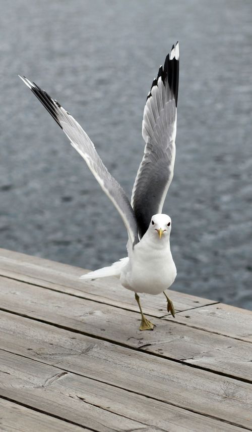 seagull bird wings