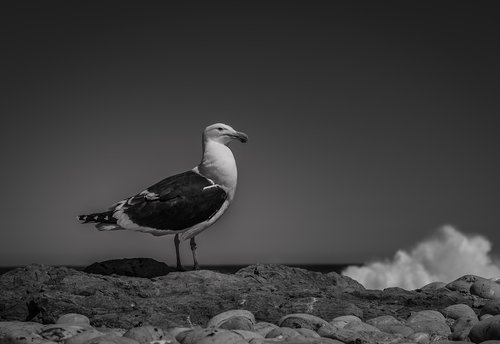 seagull  sea  surf