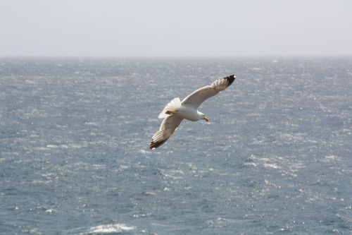 seagull sea bird