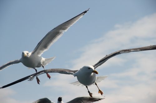 seagull sea seagulls