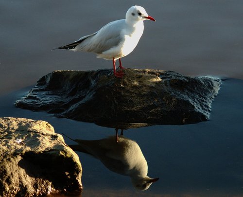 seagull  bird  water