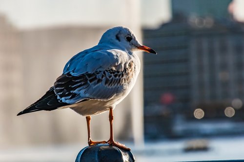 seagull  hamburg  bird