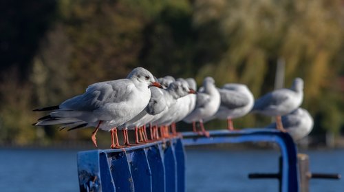 seagull  bird  wasserfogel