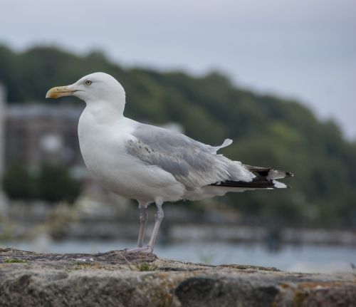 seagull bird sea