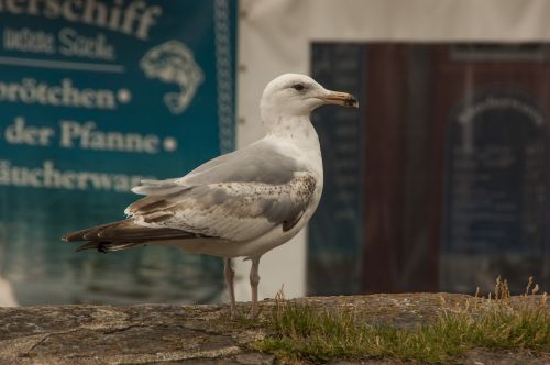 seagull bird sea