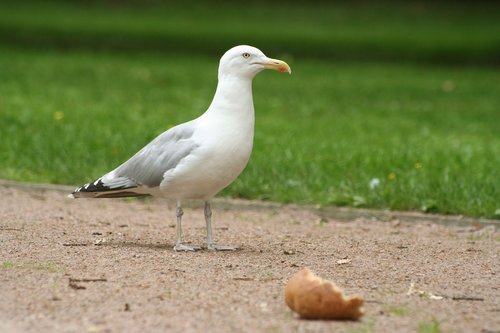 seagull  gull white  bird