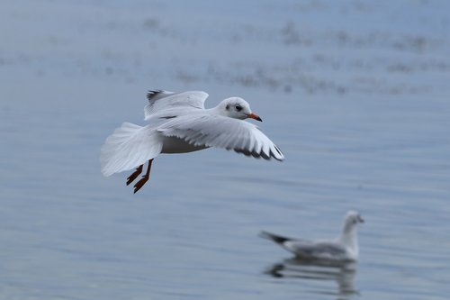 seagull  bird  flight