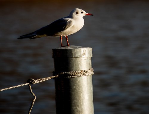 seagull  bird  animal world