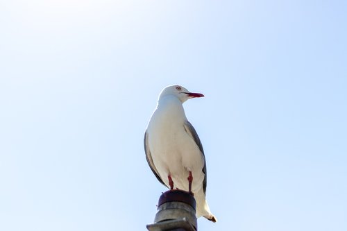 seagull  bird  gull