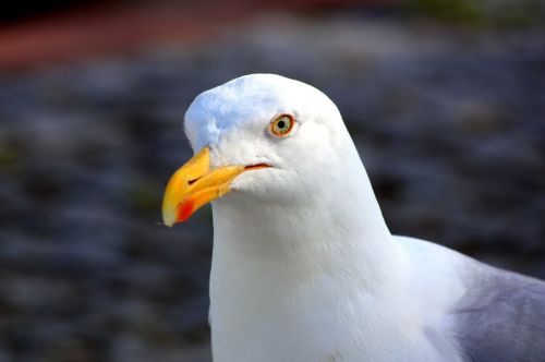 seagull close bird
