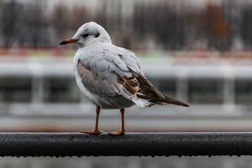 seagull  alster  hamburg