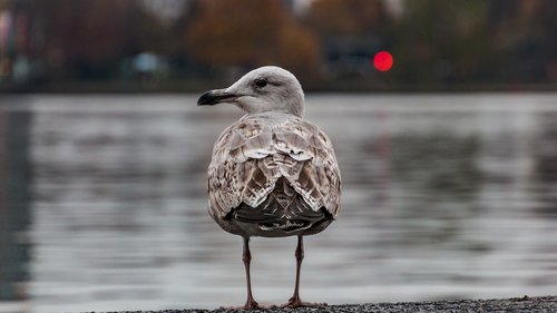 seagull  alster  hamburg