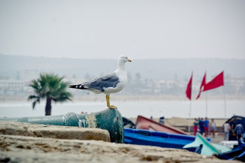 seagull  yellow-legged gull  bird