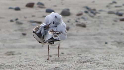 seagull bird natur