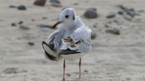 seagull bird natur