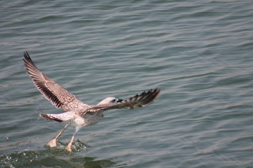 seagull bird nature