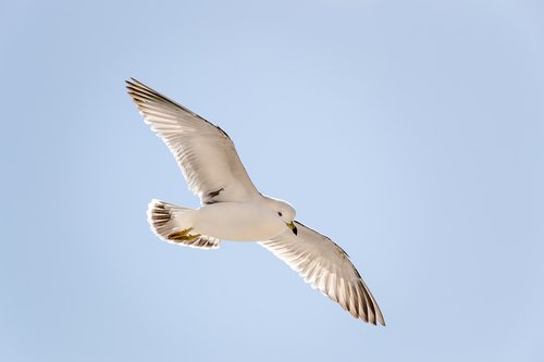 seagull  haeundae beach  korea