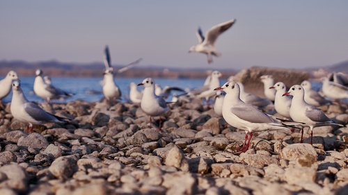 seagull  lake constance  lake