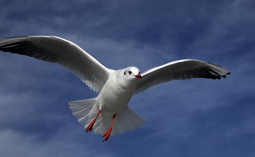seagull  bird  flying