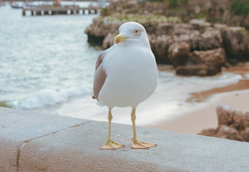 seagull  bird  beach