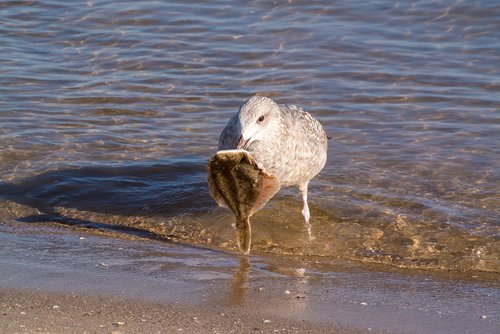 seagull  baltic sea  prey