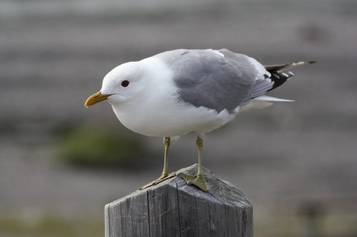 seagull  mew  gull