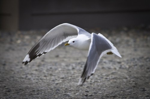 seagull  flying  gull