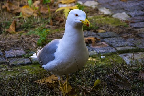 seagull  animal  bird