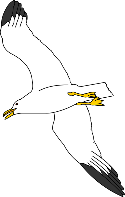 seagull  ocean  avian