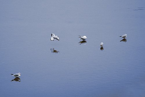 seagull  lake  bird