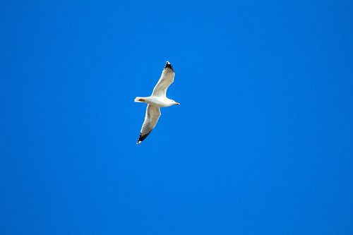 seagull  blue  ganesh