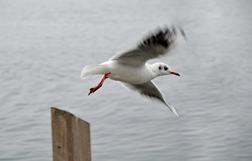 seagull  flight  dynamics