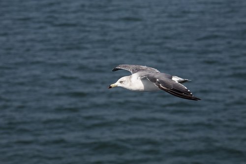 seagull  new  animal