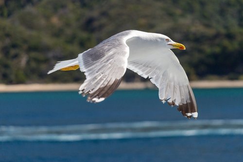 seagull  flying  in flight