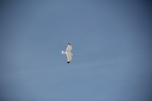 seagull bird coast