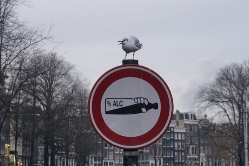 seagull  sign  bird