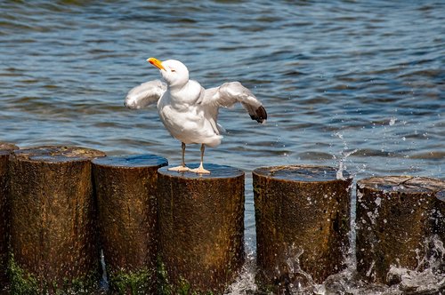 seagull  sea  water