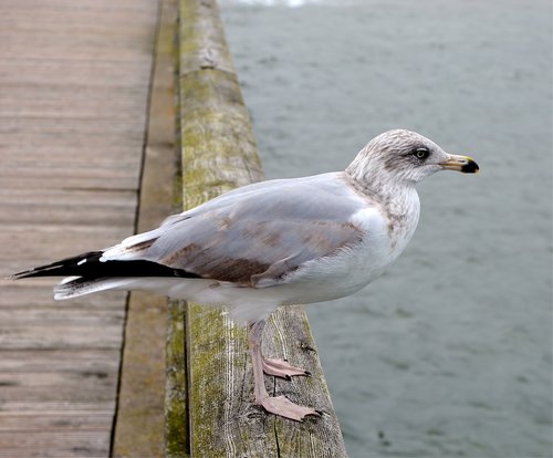 seagull  baltic sea  maritime