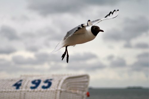 seagull  flight  flying