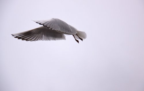 seagull  wings  bird