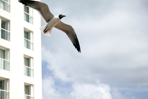 seagull  hotel  costa