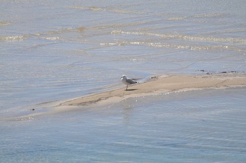 seagull  bird  animal