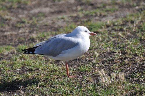 seagull  bird  seevogel