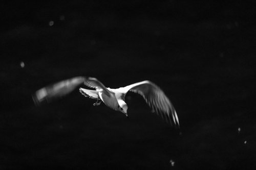seagull  bird  bosphorus
