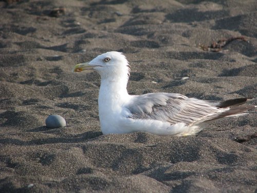 seagull  sand  beach