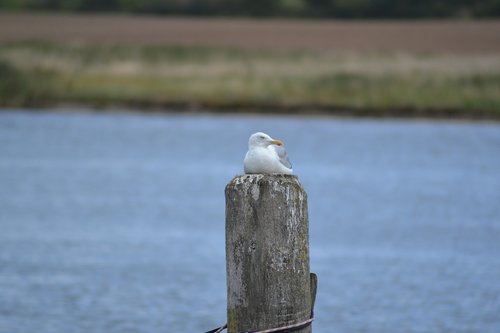 seagull  water  nature