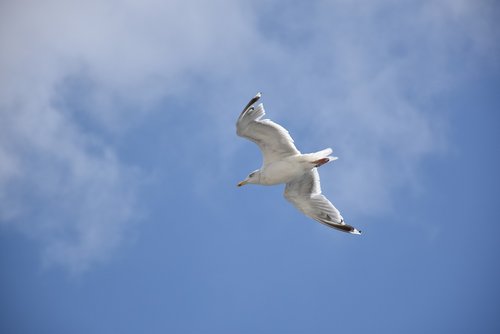 seagull  blue sky  bird