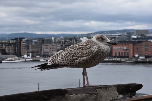 seagull  oslo  city from above